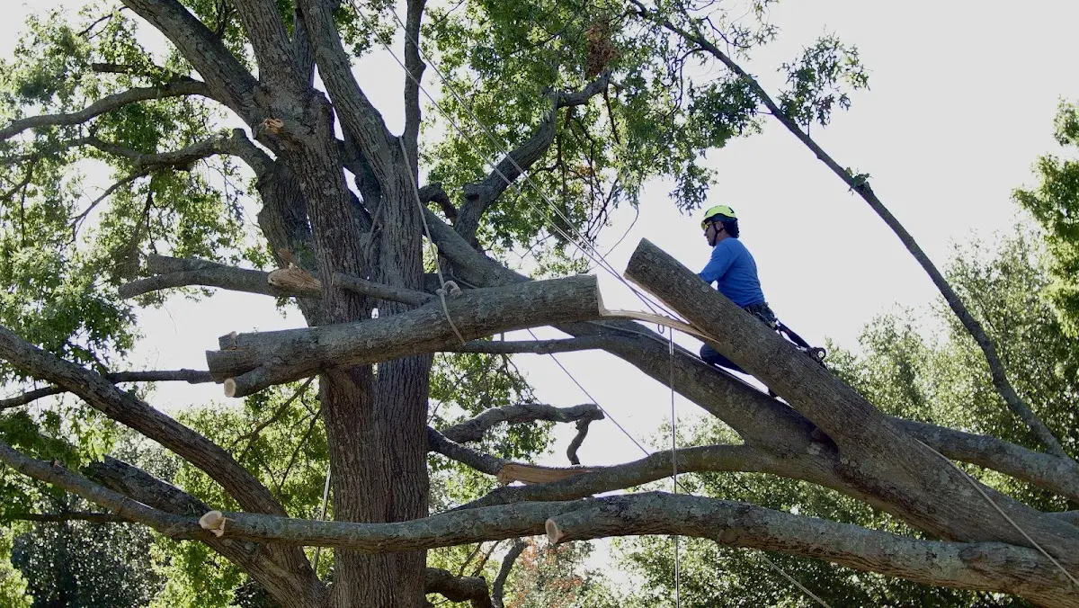 Professional Crown Thinning performed by certified arborists in Wannaska